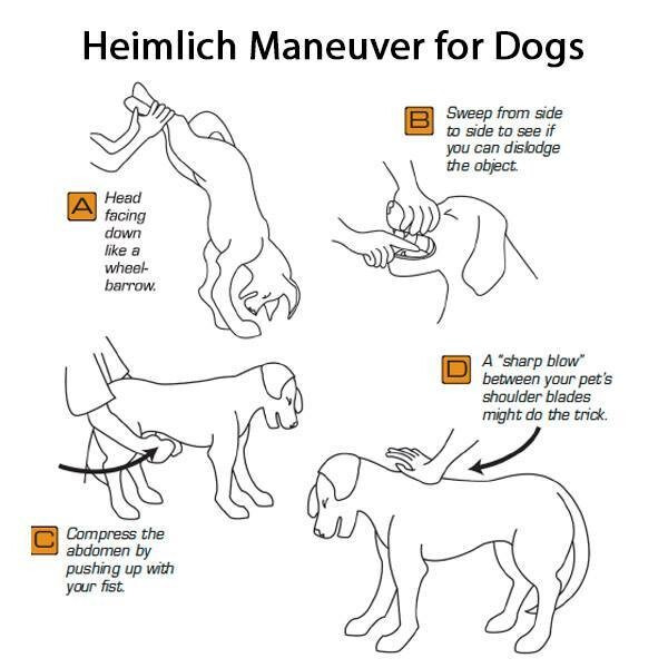 반려견 하임리히법 동작 4가지. 출처 chelms ford dog association