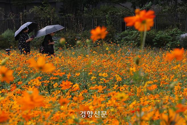 시민들이 서울 동대문구 지식의 꽃밭에 심어진 황화코스모스 사이를 걷고 있다.