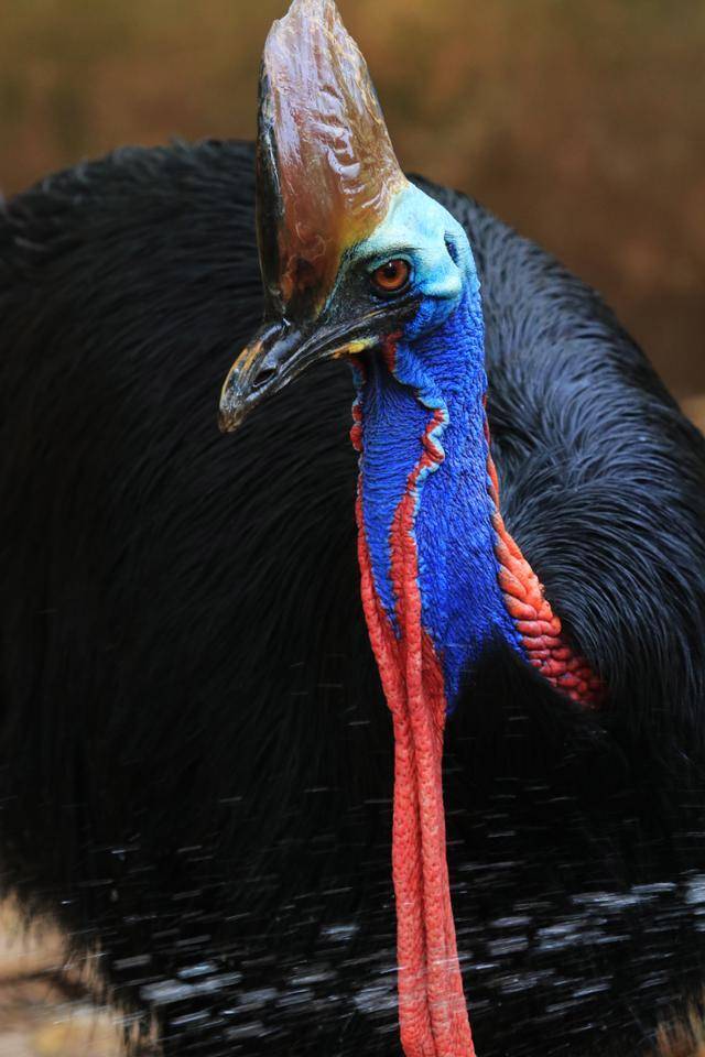 화식조. 게티이미지뱅크