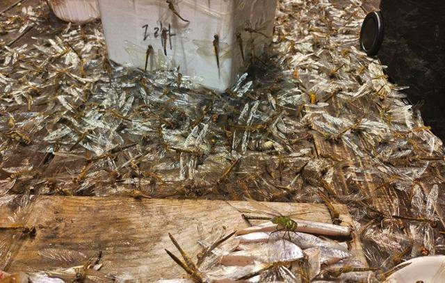 지난 8일 자정쯤 제주 제주시 김녕 앞바다에서 선상 낚시를 하던 블레스호에 잠자리 수만마리가 날아들었다. 제주블레스호 제공