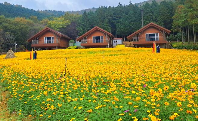 고흥 팔영산 편백숲 황화코스모스는 9월말 부터 핀다.