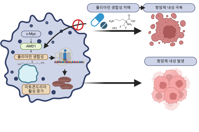 비라프 억제 항암제 내성 발생 원인 구조. 사진 제공=KIST