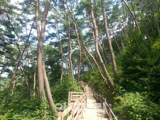 충남 부여 만수산 자연휴양림 내 산책길. (사진=충남 부여군 제공)