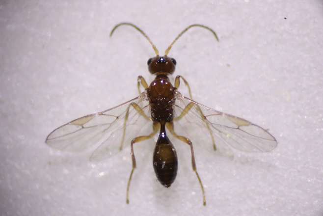 처음으로 성충 초파리에 알을 낳는 습성이 보고된 기생벌. Moore et al./Nature 제공