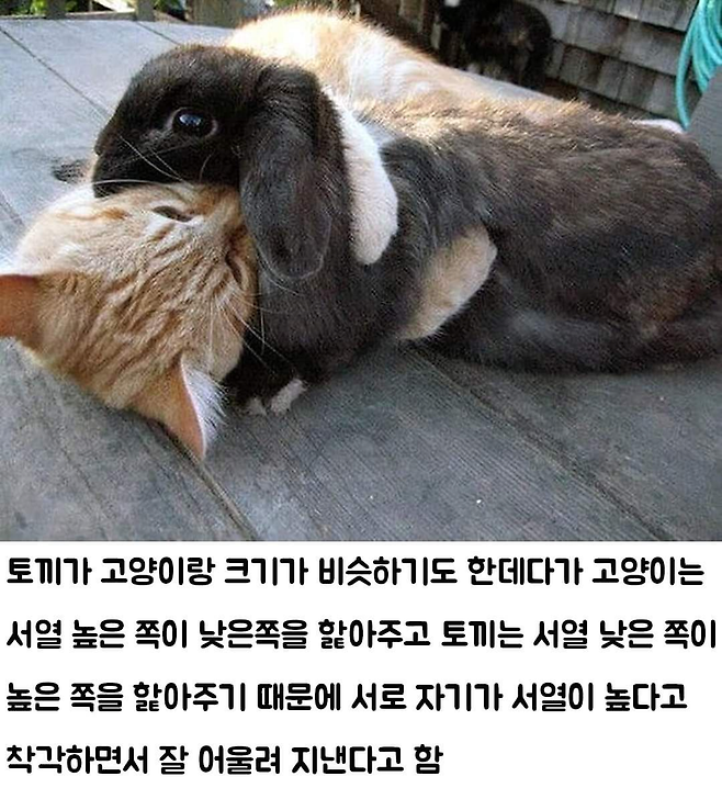image.png 고양이와 토끼가 친한 이유