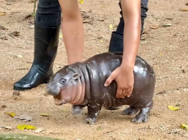 무뎅이 사육사 손에 들리고 있다. /페이스북