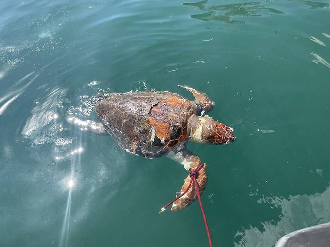 부산 앞바다서 발견된 붉은바다거북 사체 [부산해경 제공. 재판매 및 DB 금지]