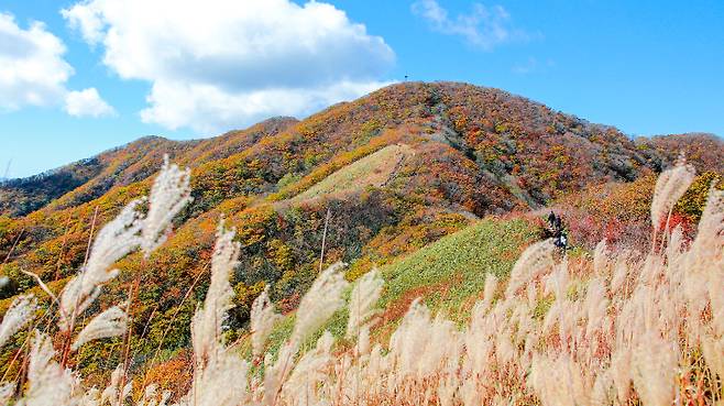 장수 장안산. 전북도 제공