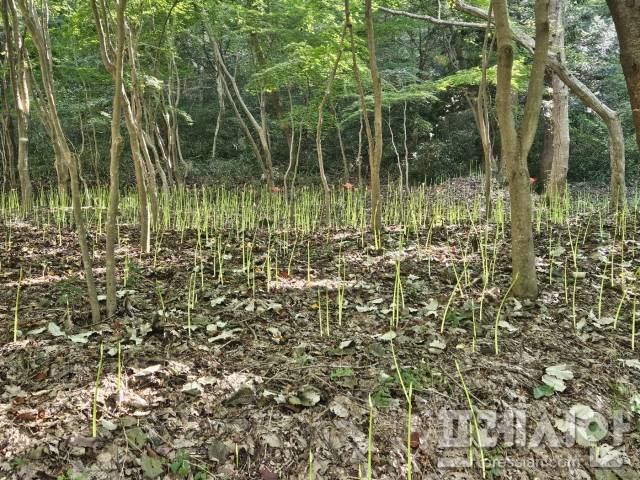 ▲영광 불갑산상사화축제 당일에도 휑한 상사화 군락지.2024.09.13ⓒ프레시안(김보현)