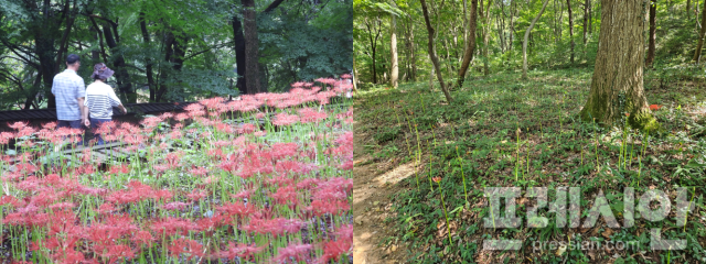 ▲2023년 함평 모악산 꽃무릇 축제(왼쪽)와 달리 꽃이 보이지 않는 축제의 꽃길 꽃무릇 군락지.2024.09.13ⓒ프레시안(김보현)·함평축제관광재단