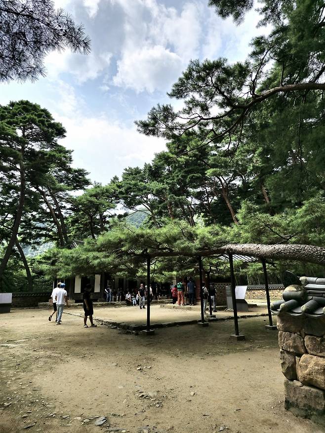 단종 어소 절하는 소나무.