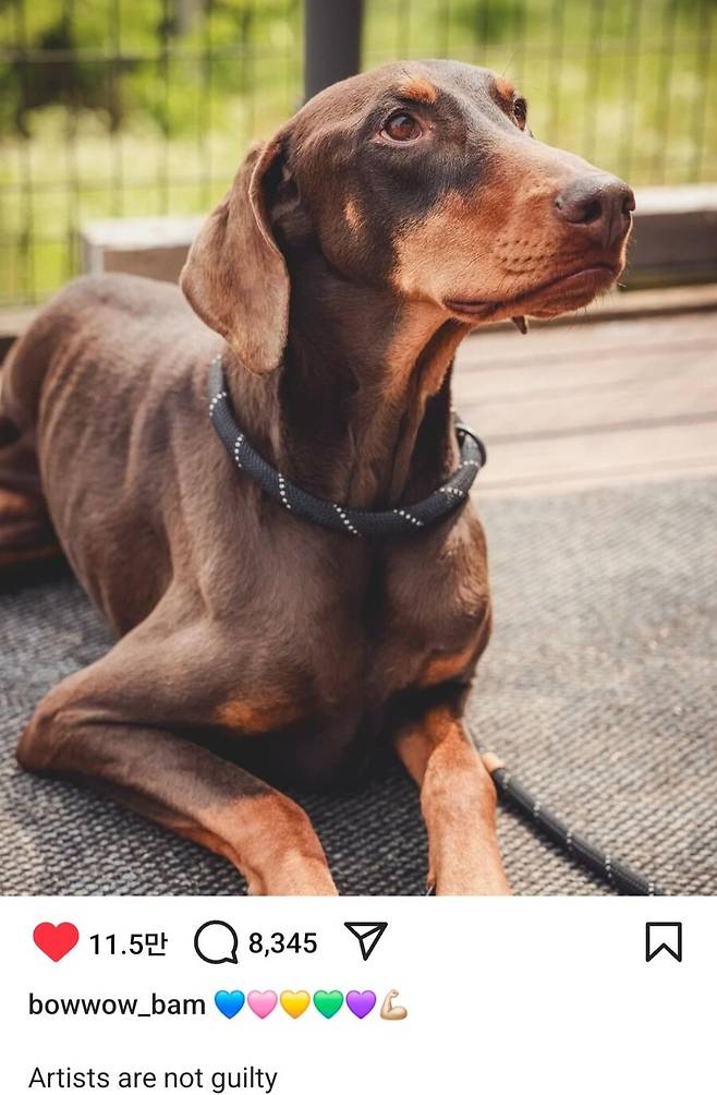 ▲ 출처|방탄소년단 정국 반려견 인스타그램