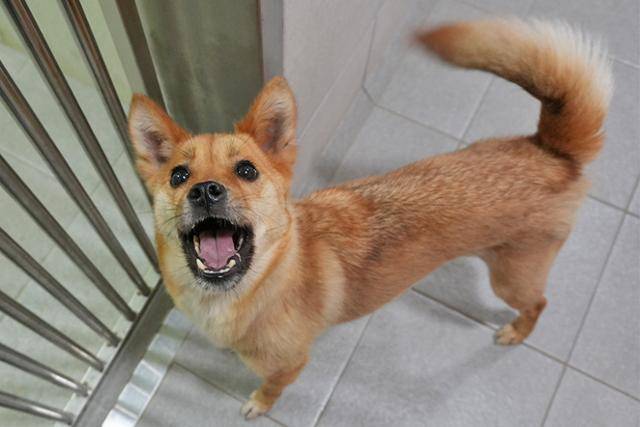 짧은 목줄에 묶여 살던 휘영이는 이제 산책도, 장난감 놀이도 좋아하게 됐다. 동물자유연대 제공