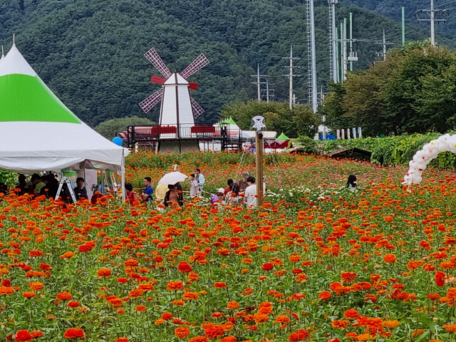 ▲ 2023평창백일홍축제 [강원도민일보 자료사진] 