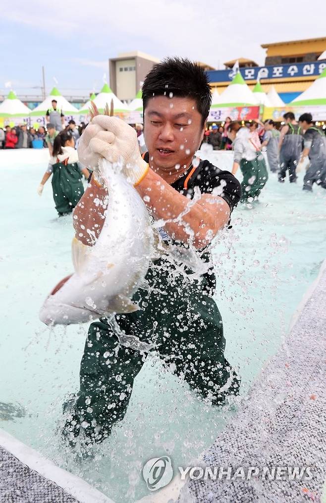 '맨손 방어잡이의 화끈한 손맛' [연합뉴스 자료사진]