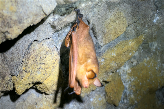 지난 1월 18일 치악산에서 포착된 붉은박쥐. 사진=국립공원공단