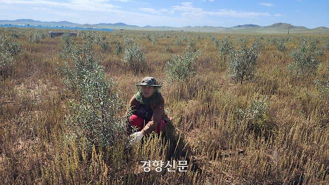 몽골 바양항가이솜 주민 오 하르츠세드가 지난 27일 산림청이 후원한 ‘상생의숲’에서 작업을 하고 있다. 울란바토르 | 김기범 기자