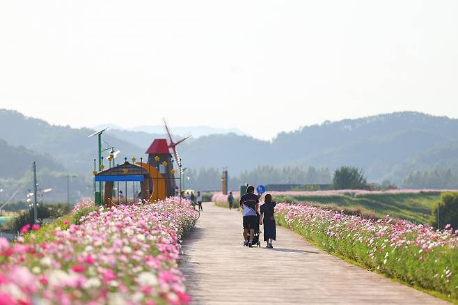 코스모스 가득한 함안군 악양둑방. 함안군 제공