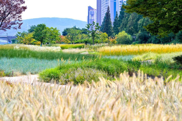 울산 태화강 남구 둔치에 마련된 태화강그라스정원. 사진제공=울산 남구