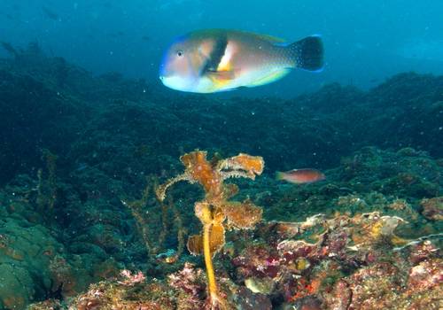 '어푸어푸' 호박돔 (서귀포=연합뉴스) 2021년 10월 25일 제주 서귀포시 법환동 범섬 수중에서 아열대어종인 호박돔이 유영하고 있다. [연합뉴스 자료사진]