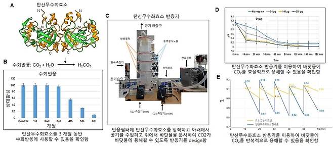 연구관련 이미지. 탄산무수화효소 구조 (A), 탄산무수화효소 내구성 (B), 탄산무수화효소 이용 공기 중의 CO2를 바닷물 용해를 위한 반응기(C), 반응기 이용 CO2의 효율적인 바닷물 용해 (D, E)