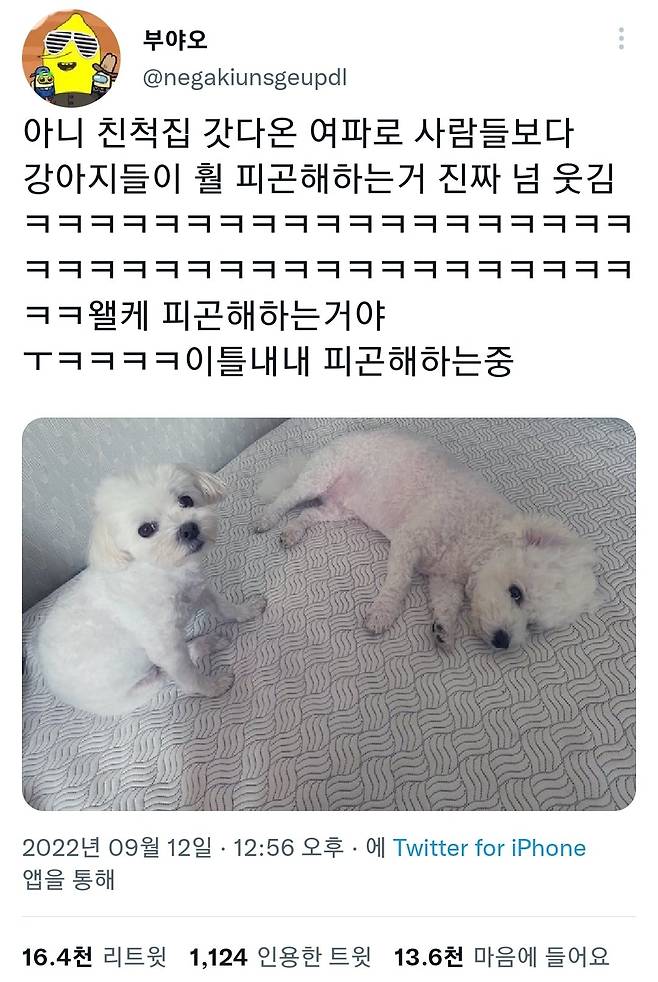 명절후유증에 시달린 댕댕이들