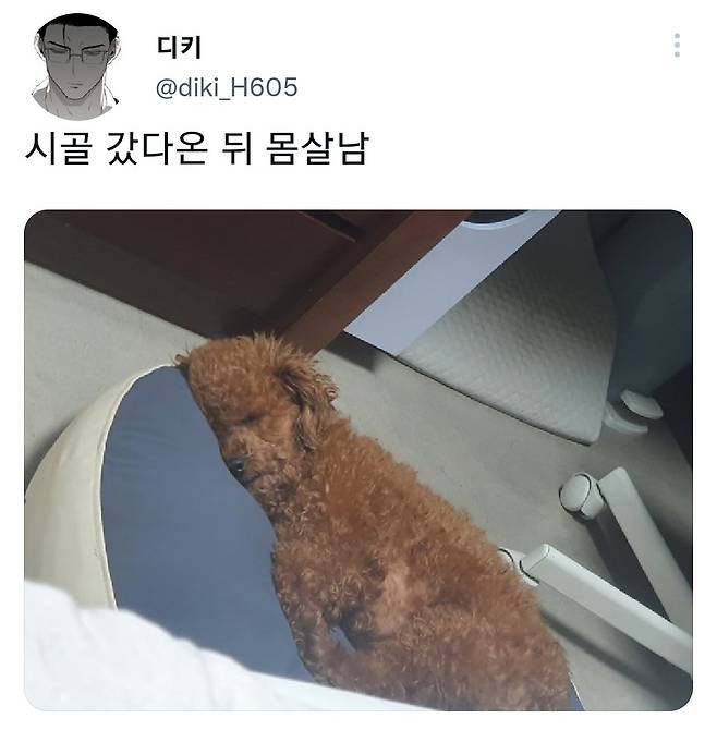 명절후유증에 시달린 댕댕이들