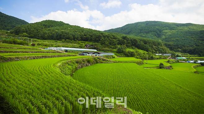 등구재로 오르는 길에 펼쳐진 계단식 다랑논