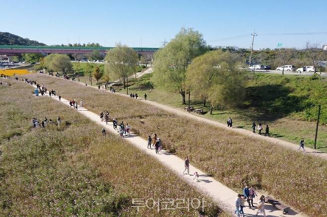 지난해 창릉천 코스모스축제.[사진=고양시]