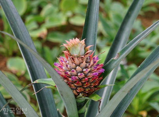 경북 경주시가 내남면 아열대농업관에 심은 파인애플이 지난 5일 성인 주먹 크기만큼 자라나 있다. 경주=김정혜 기자