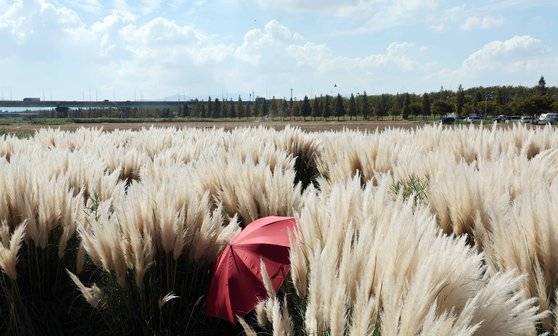 폭염경보가 발효 중인 19일 부산 강서구 대저생태공원을 찾은 시민들이 서양 억새라 불리는 팜파스 그라스를 둘러보고 있다. 뉴시스