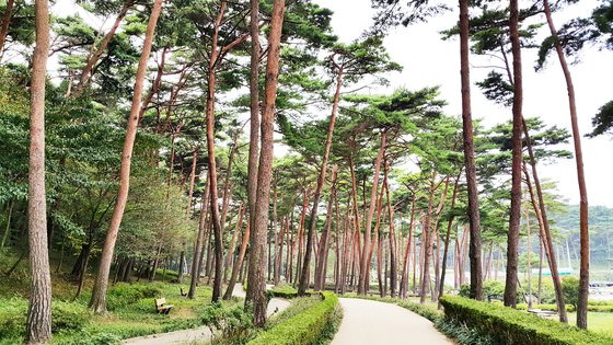 충남 태안군 안면도 자연휴양림. 산림청은 이 일대에 동서트레일을 만든다. 연합뉴스