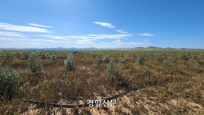 산림청 등의 후원으로 푸른아시아가 조립 사업을 진행 중인 몽골 투브아이막 바양항가이솜 ‘상생의숲’ 내 유실수 차차르간 숲의 모습. 황폐화된 몽골 토지에서는 유실수가 쉽게 자리를 잡기 어렵기 때문에 물을 자동으로 공급하는 급수장치가 설치돼 있다. 울란바토르 | 김기범 기자