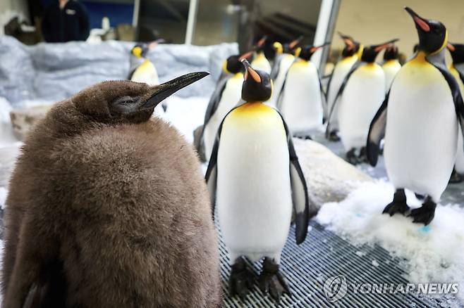 호주 멜버른에 있는 수족관 씨라이프에서 유명세를 떨치고 있는 새끼 왕펭귄 페스토(맨 앞). 아직 새끼여서 갈색 털을 갖고 있지만 몸무게는 자기 부모를 합친 것과 비슷한 순이다. /연합뉴스