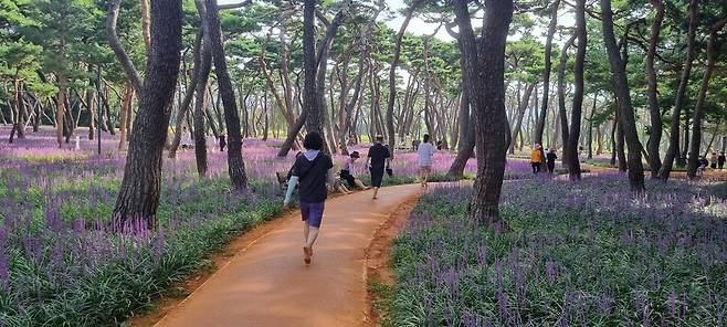 경북 경주시 황성공원 황톳길. 경주시 제공