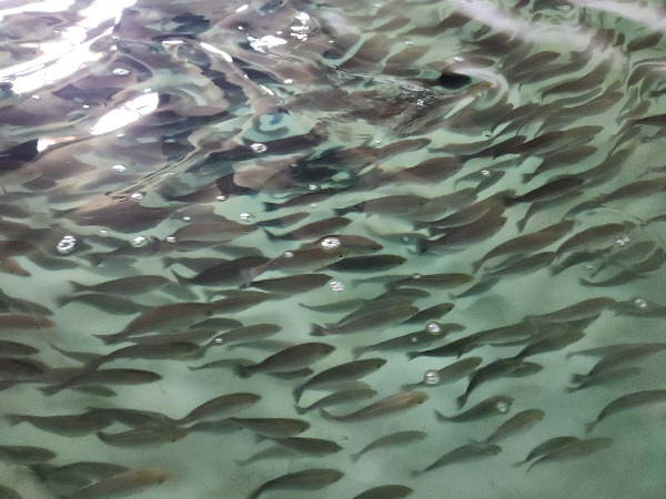 국립수산과학원 아열대수산연구소 수조에 있는 벤자리. 아열대수산연구소 제공