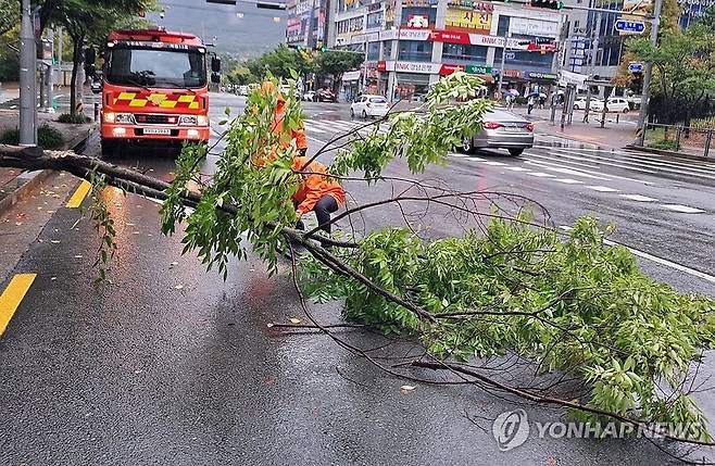 경남 창원시에서 비바람에 쓰러져 도로를 덮친 가로수 / 사진=연합뉴스 자료