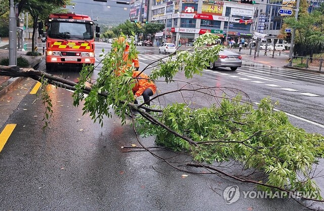 20일 오후 경남 창원시 의창구 감계신도시에서 경남소방본부 직원이 비바람에 쓰러져 도로를 덮친 가로수를 제거하고 있다. 연합뉴스