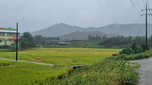 전남 순천시 주암면 일대 논에서 비로 인해 벼가 넘어지는 도복 피해가 발생했다.