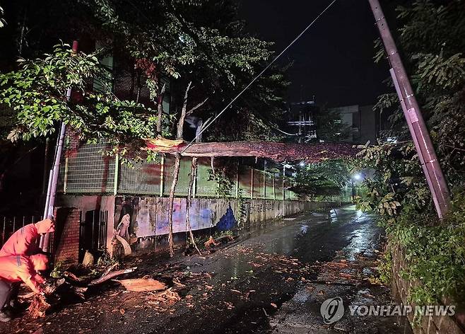 강풍과 폭우에 쓰러진 나무 (춘천=연합뉴스) 21일 오전 강원 강릉시 지변동의 한 도로에 강풍과 폭우로 나무가 쓰러져 소방대원들이 이를 제거하고 있다. 2024.9.21 [강원특별자치도소방본부 제공.재판매 및 DB 금지] yangdoo@yna.co.kr