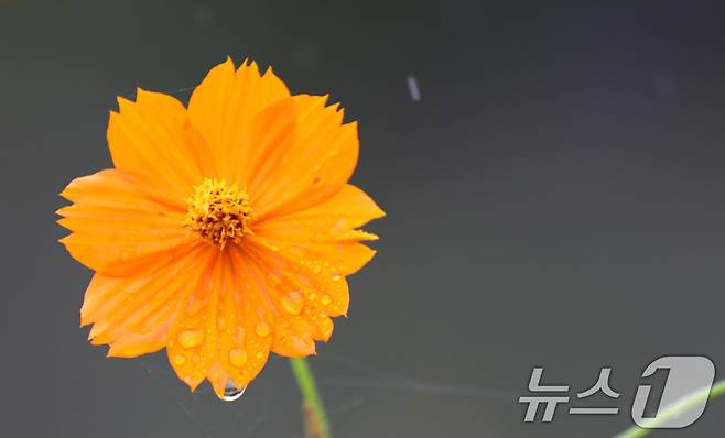 낮과 밤의 길이가 같아지는 절기상 추분(秋分)을 이틀 앞둔 20일 대전 동구 대동천에 핀 황화코스모스에 빗방울이 맺혀 있다. 2024.9.20/뉴스1 ⓒ News1 김기태 기자