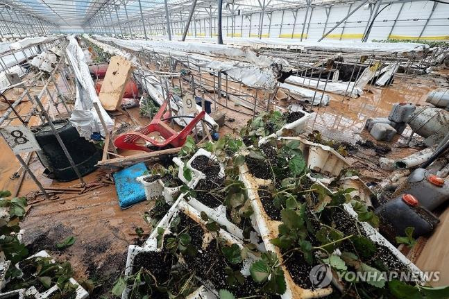 22일 오전 전남 영암군 학산면 한 비닐하우스 딸기 모종이 전날 내린 집중호우로 뒤집어져 있다 / 사진 = 연합뉴스