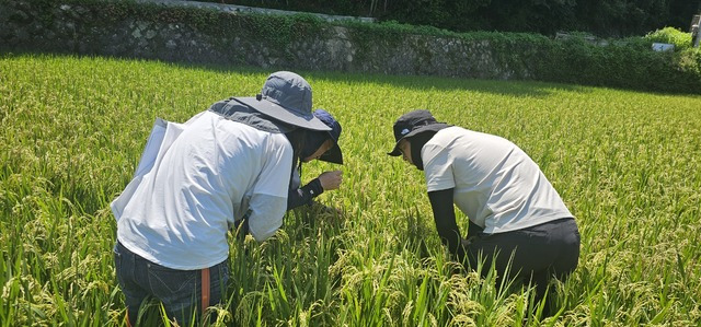 전남 고흥의 한 벼 재배지에서 농진청 관계자들이 벼멸구 발생 상황을 점검하고 있다. 농진청