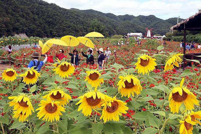 2024 평창백일홍축제장 해바라기들. 평창군 제공