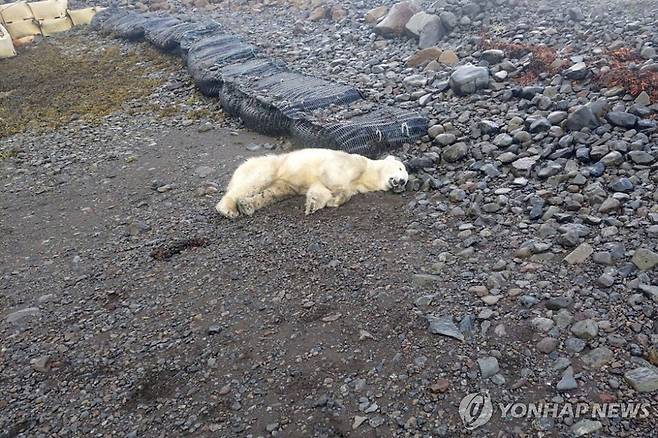 아이슬란드 상륙한 북극곰, 민가 쓰레기 뒤지다 사살돼 (웨스트피오르드[아이슬란드] AP=연합뉴스) 19일(현지시간) 아이슬란드 웨스트피오르드에 있는 한 마을에서 사살된 북극곰의 모습. 2024.9.21 [재판매 및 DB 금지]