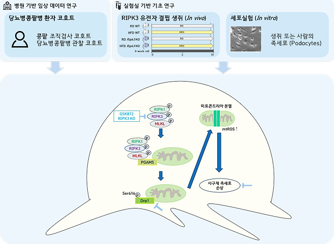 당뇨병콩팥병에서 RIPK3를 타겟으로 하는 새로운 치료전략을 국내 연구진이 제시했다./이은영 교수