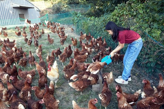 벽오리 농장은 동물복지 산란계 농장이자 먹이에 대한 인증을 받은 유기 축산물 인증 농장이기도 하다.