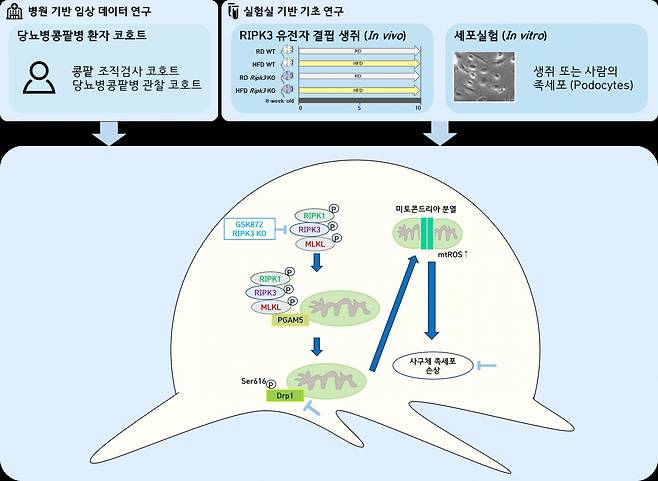 당뇨병콩팥병에서 RIPK3를 타겟으로 하는 새로운 치료전략.[순천향대 제공]