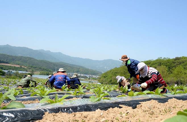 외국인 계절 근로자  [화천군 제공.재판매 및 DB 금지]