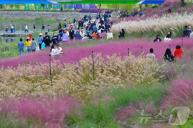 전남 장성 황룡강 가을꽃축제 전경.(장성군 제공)2024.9.24./뉴스1